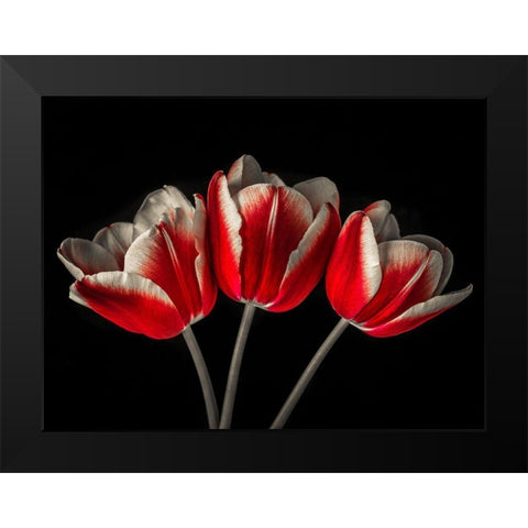 Tulip flowers on black background Black Modern Wood Framed Art Print by Frank, Assaf