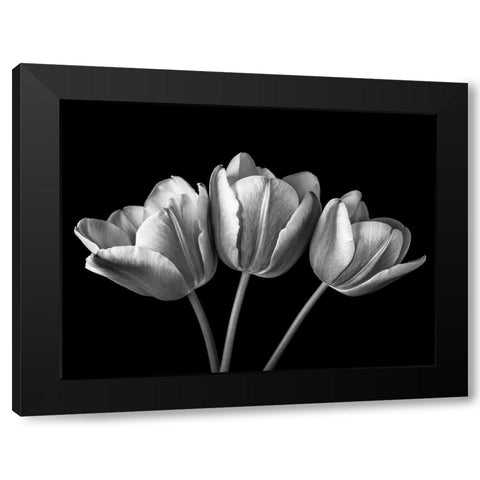 Tulip flowers on black background, FTBR-1793 Black Modern Wood Framed Art Print by Frank, Assaf