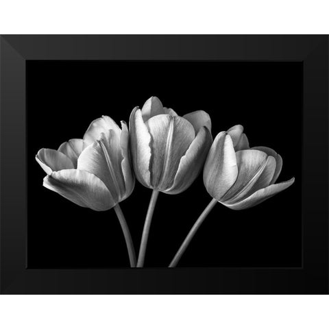 Tulip flowers on black background, FTBR-1793 Black Modern Wood Framed Art Print by Frank, Assaf