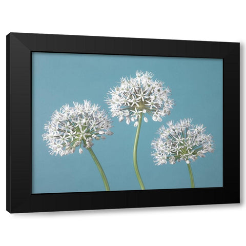 Three Alliums Black Modern Wood Framed Art Print by Frank, Assaf