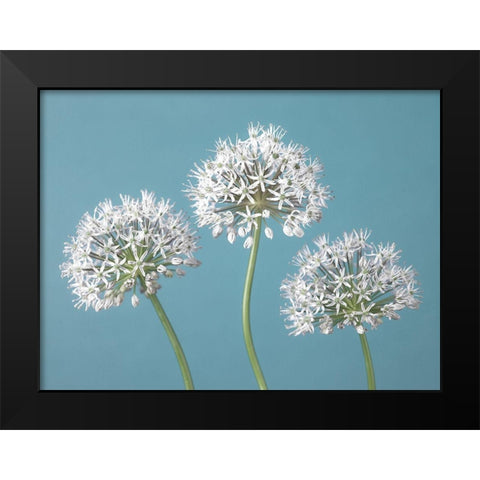 Three Alliums Black Modern Wood Framed Art Print by Frank, Assaf
