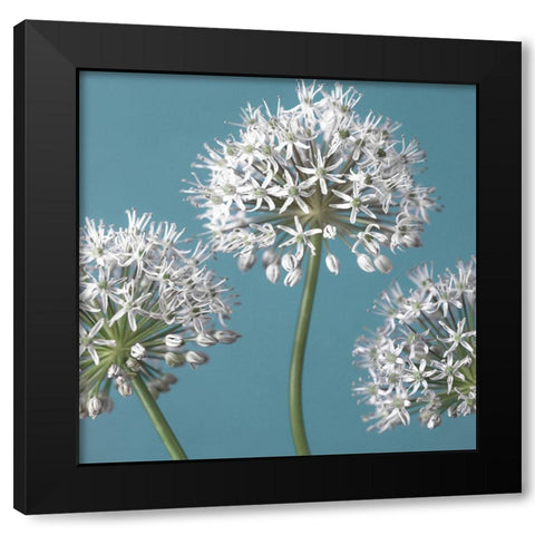 Three Alliums, FTBR-1874 Black Modern Wood Framed Art Print by Frank, Assaf