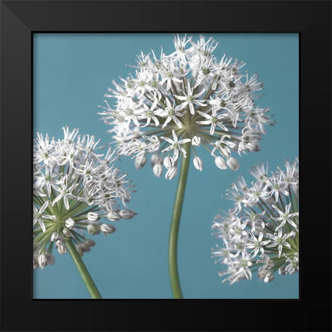 Three Alliums, FTBR-1874 Black Modern Wood Framed Art Print by Frank, Assaf