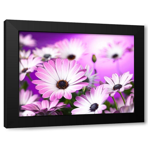 Osteospermum flowers Black Modern Wood Framed Art Print by Frank, Assaf
