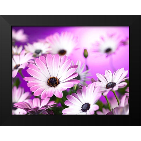 Osteospermum flowers Black Modern Wood Framed Art Print by Frank, Assaf