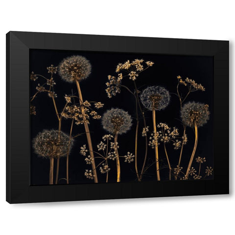 Meadow flowers Black Modern Wood Framed Art Print by Frank, Assaf