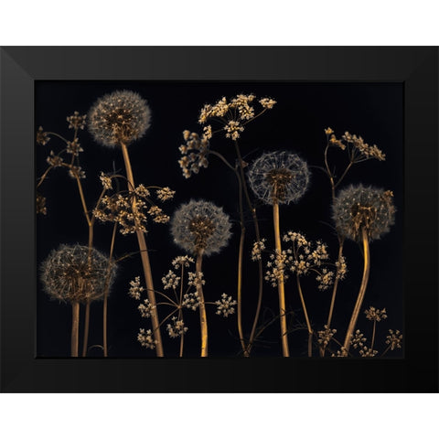 Meadow flowers Black Modern Wood Framed Art Print by Frank, Assaf
