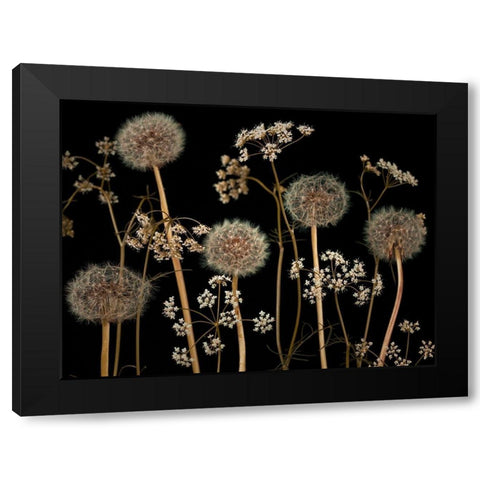 Meadow flowers Black Modern Wood Framed Art Print by Frank, Assaf
