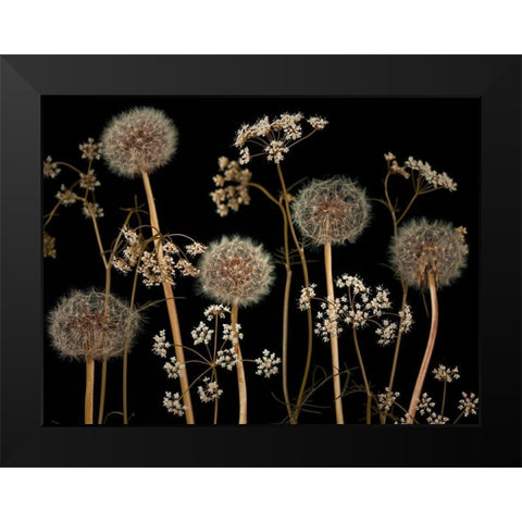 Meadow flowers Black Modern Wood Framed Art Print by Frank, Assaf