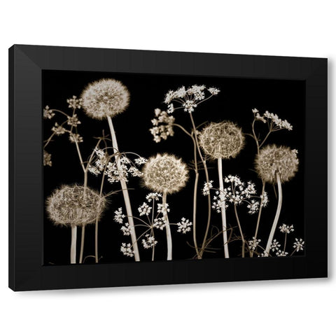 Meadow flowers Black Modern Wood Framed Art Print by Frank, Assaf