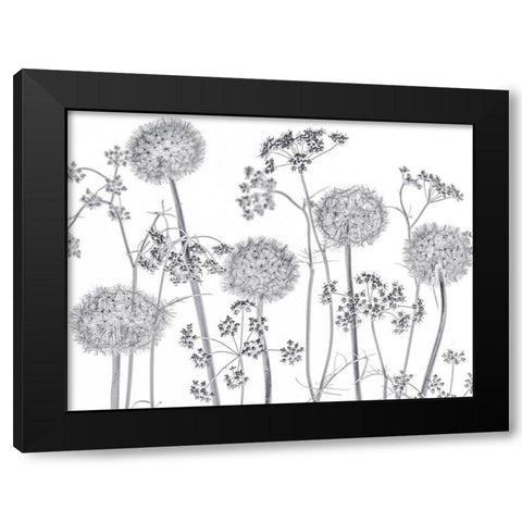 Meadow flowers Black Modern Wood Framed Art Print by Frank, Assaf