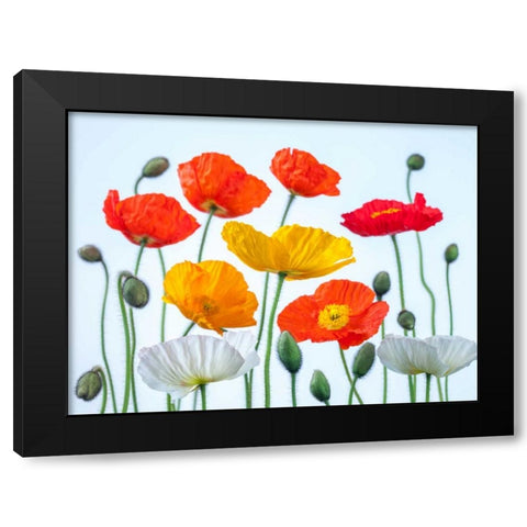 Multi coloured Poppies and buds Black Modern Wood Framed Art Print by Frank, Assaf