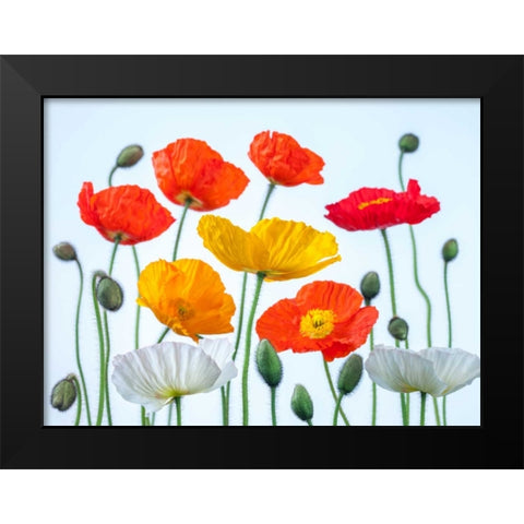 Multi coloured Poppies and buds Black Modern Wood Framed Art Print by Frank, Assaf