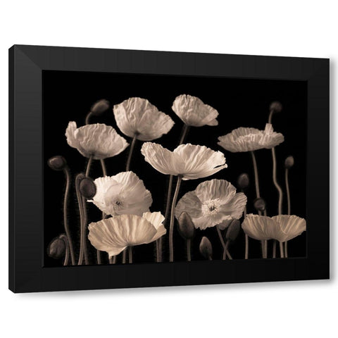 Poppies and buds Black Modern Wood Framed Art Print by Frank, Assaf