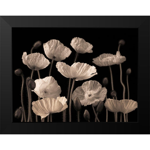 Poppies and buds Black Modern Wood Framed Art Print by Frank, Assaf