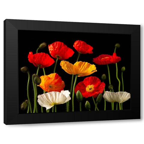 Multicoloured Poppies and buds Black Modern Wood Framed Art Print by Frank, Assaf