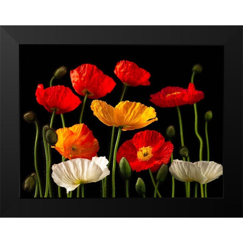 Multicoloured Poppies and buds Black Modern Wood Framed Art Print by Frank, Assaf