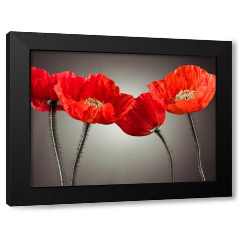 Four Poppies Black Modern Wood Framed Art Print by Frank, Assaf