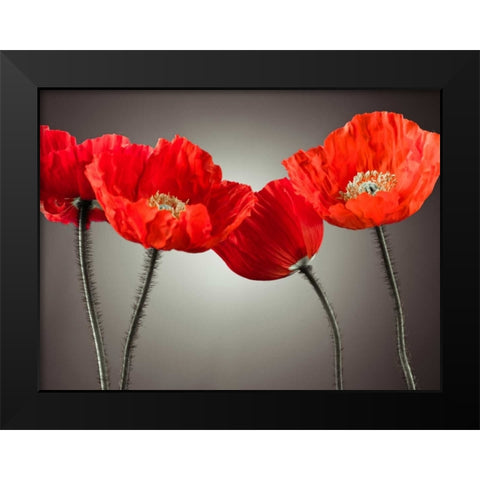 Four Poppies Black Modern Wood Framed Art Print by Frank, Assaf