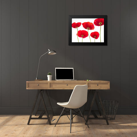 Five Poppies Black Modern Wood Framed Art Print by Frank, Assaf