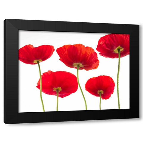Five Poppies Black Modern Wood Framed Art Print by Frank, Assaf