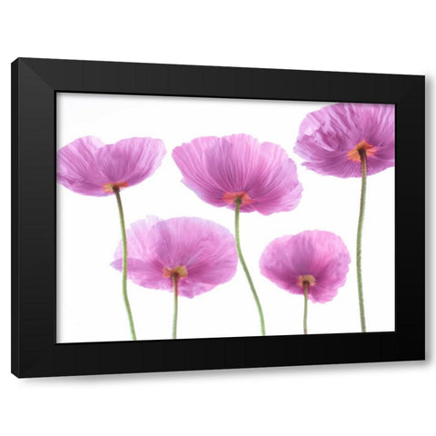 Five Poppies Black Modern Wood Framed Art Print by Frank, Assaf