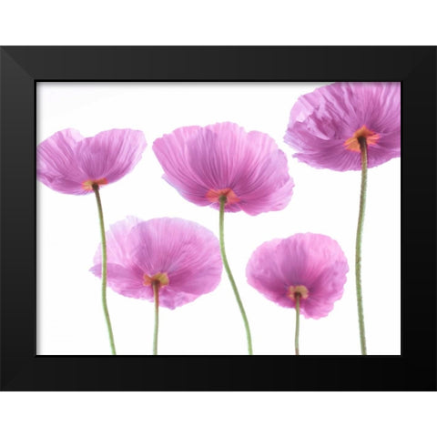 Five Poppies Black Modern Wood Framed Art Print by Frank, Assaf