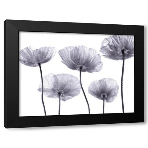 Five Poppies Black Modern Wood Framed Art Print by Frank, Assaf