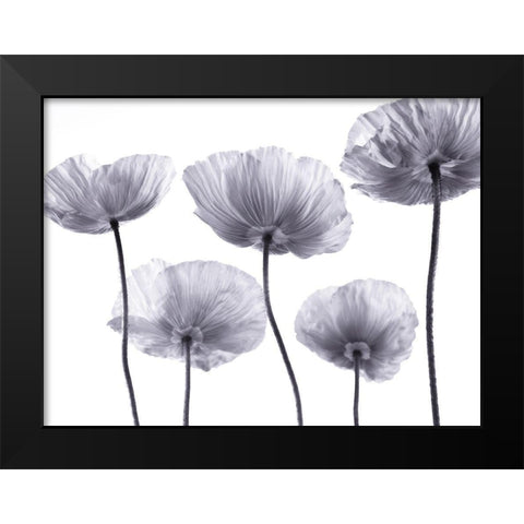 Five Poppies Black Modern Wood Framed Art Print by Frank, Assaf