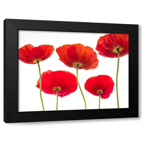 Five Poppies Black Modern Wood Framed Art Print by Frank, Assaf