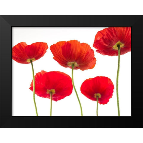 Five Poppies Black Modern Wood Framed Art Print by Frank, Assaf