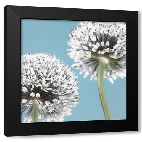 Two Allium flowers Black Modern Wood Framed Art Print by Frank, Assaf