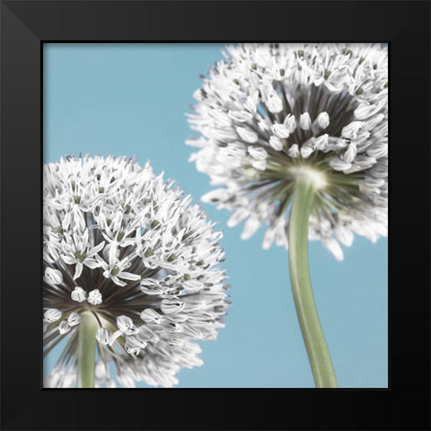Two Allium flowers Black Modern Wood Framed Art Print by Frank, Assaf