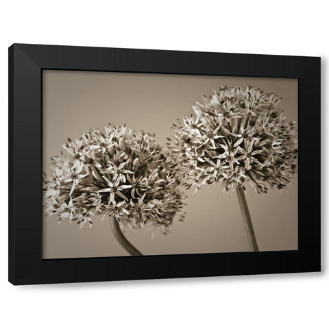 Two Allium flowers Black Modern Wood Framed Art Print by Frank, Assaf