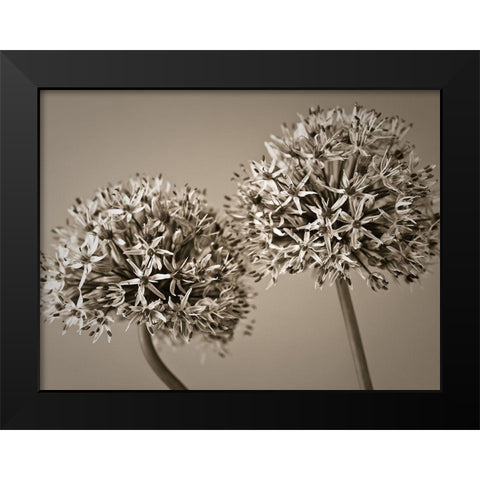 Two Allium flowers Black Modern Wood Framed Art Print by Frank, Assaf
