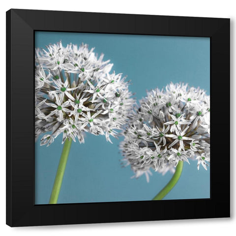 Two Allium flowers, FTBR-1875 Black Modern Wood Framed Art Print by Frank, Assaf