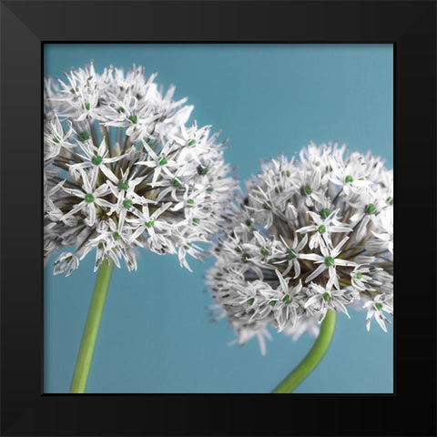 Two Allium flowers, FTBR-1875 Black Modern Wood Framed Art Print by Frank, Assaf