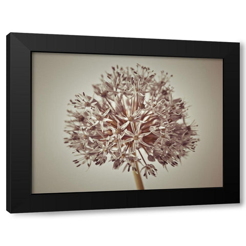 Allium flower Black Modern Wood Framed Art Print by Frank, Assaf