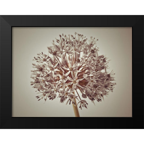 Allium flower Black Modern Wood Framed Art Print by Frank, Assaf