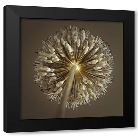 Allium flower Black Modern Wood Framed Art Print by Frank, Assaf