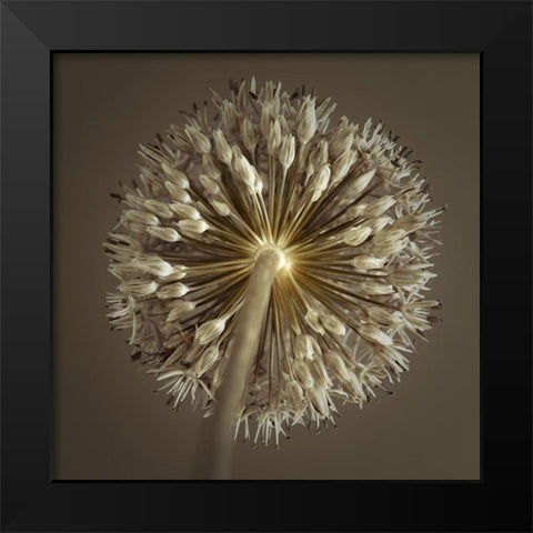 Allium flower Black Modern Wood Framed Art Print by Frank, Assaf