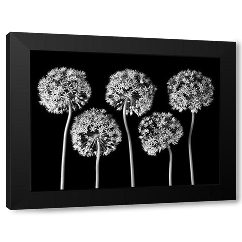Allium flowers Black Modern Wood Framed Art Print by Frank, Assaf