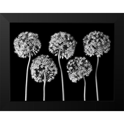 Allium flowers Black Modern Wood Framed Art Print by Frank, Assaf