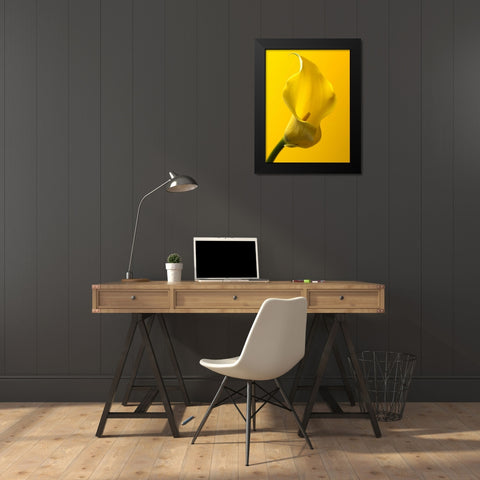 Calla Lily Black Modern Wood Framed Art Print by Frank, Assaf
