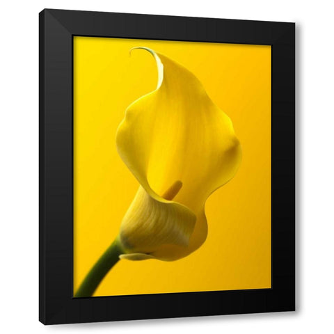 Calla Lily Black Modern Wood Framed Art Print by Frank, Assaf