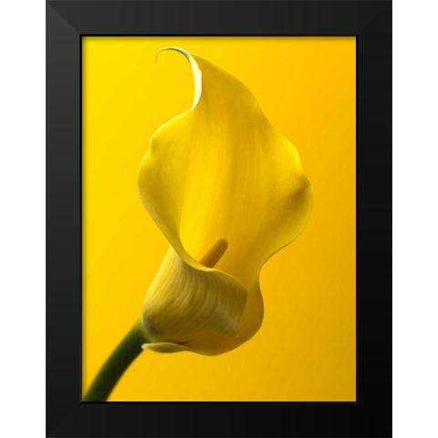 Calla Lily Black Modern Wood Framed Art Print by Frank, Assaf