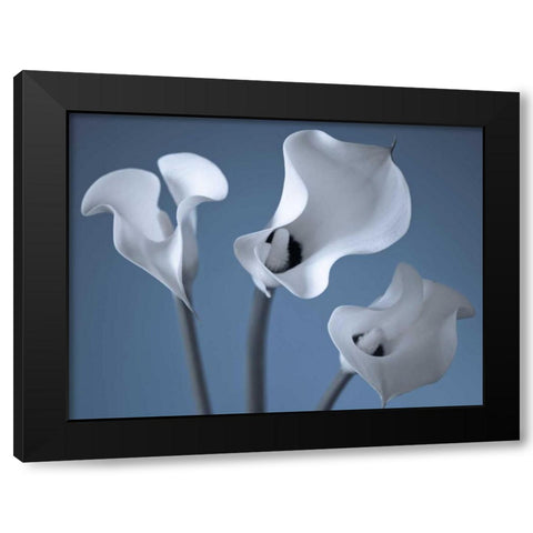 Three Calla Lilies Black Modern Wood Framed Art Print by Frank, Assaf