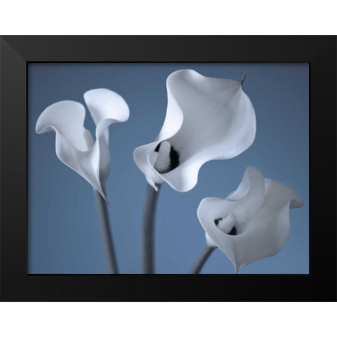 Three Calla Lilies Black Modern Wood Framed Art Print by Frank, Assaf