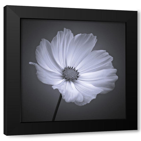 Cosmos flower Black Modern Wood Framed Art Print by Frank, Assaf