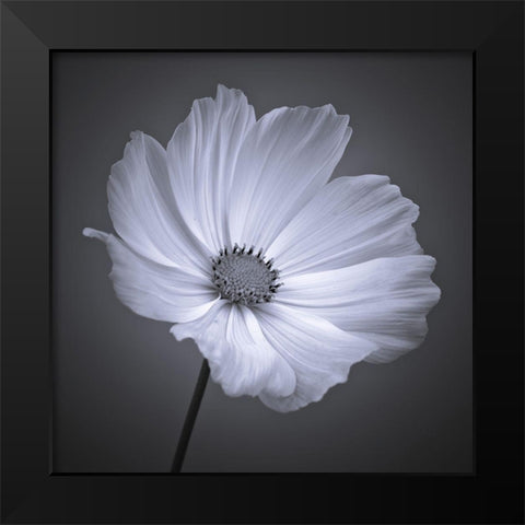 Cosmos flower Black Modern Wood Framed Art Print by Frank, Assaf